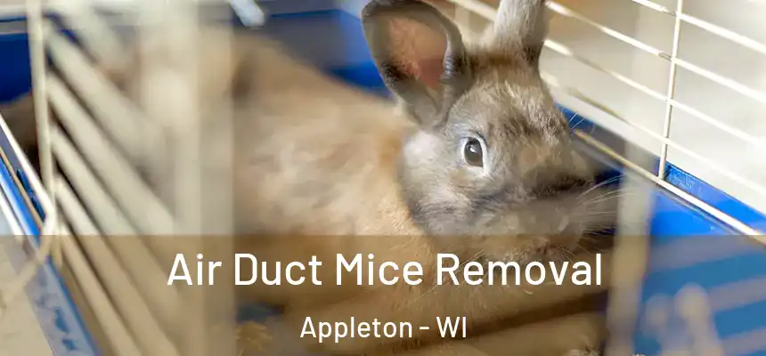 Air Duct Mice Removal Appleton - WI